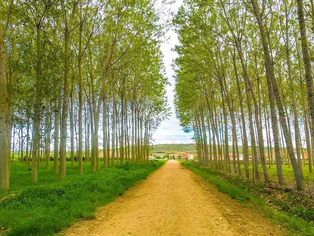 a tree lined path on the french way of the Camino