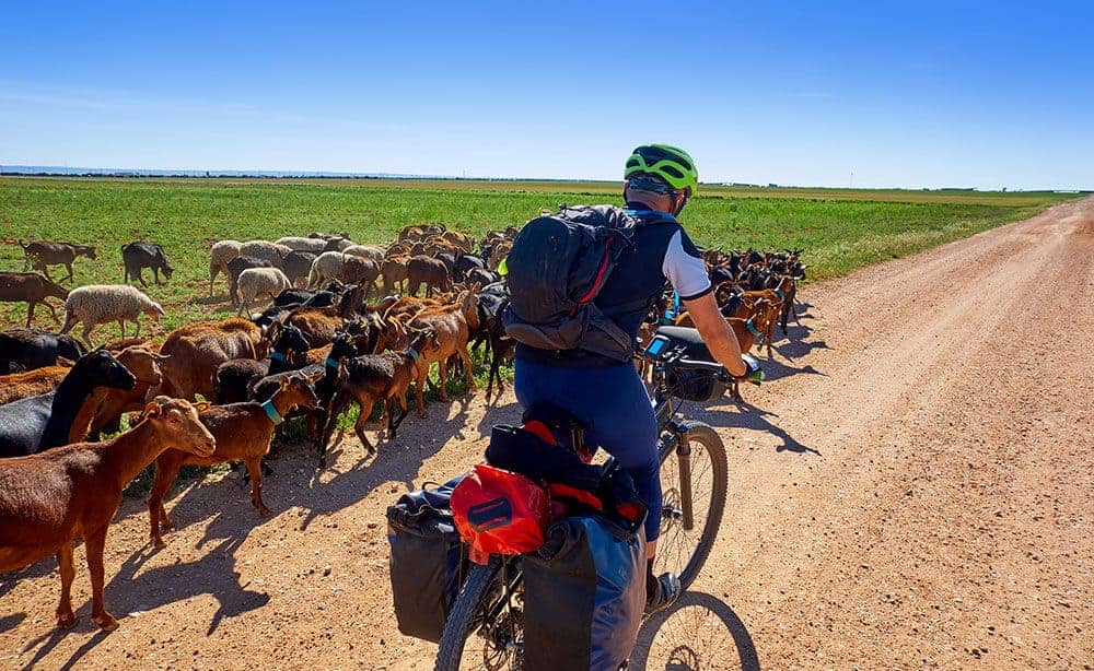 Man cycling the Camino Frances with goats