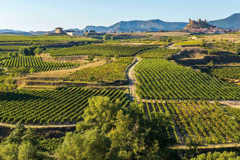 la Rioja Vineyard