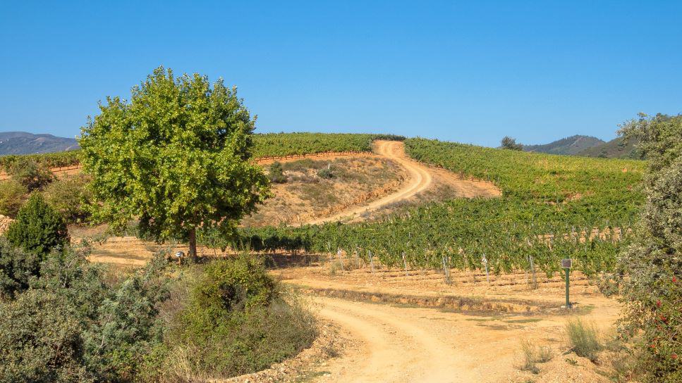 the landscape of section 7 of the camino frances dirt path leading through the valley