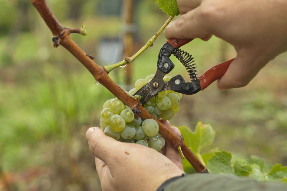 Operators in the grape harvest for the elaboration with traditional techniques of Txakoli white wine.