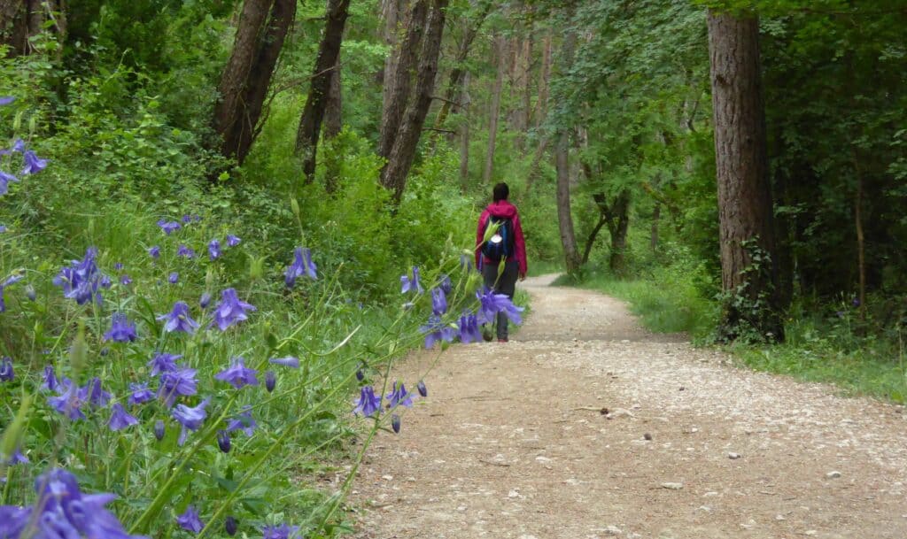 Solo Pilgrim on Camino Frances in the woodland with purple flowers