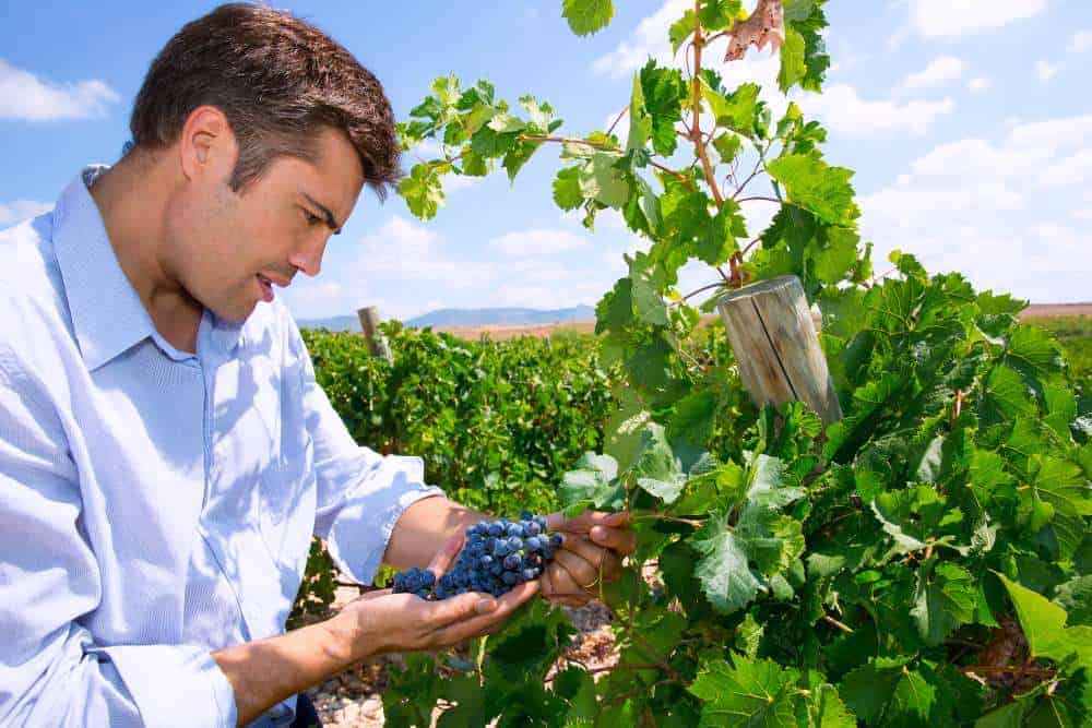 Winemaker oenologist checking Tempranillo wine grapes