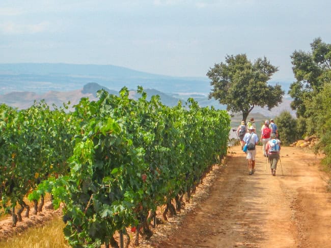 Full Camino frances walking through vineyard