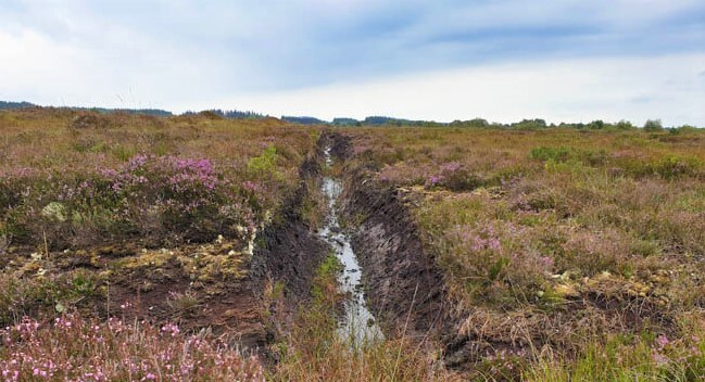 our bog in ireland, an amazing carbon sink