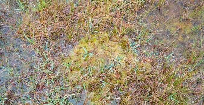 plants growing in our bog in ireland