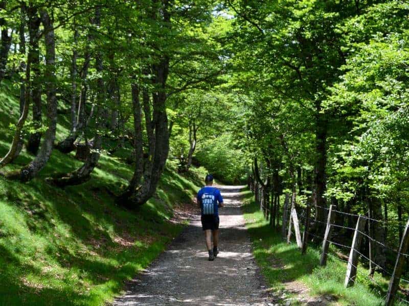 Pilgrim walking the Camino in a forest