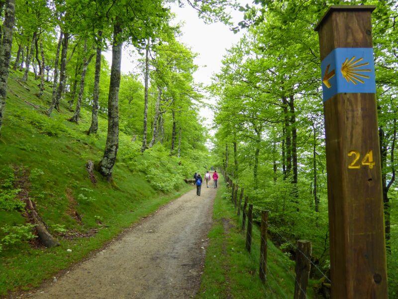 pilgrims walking the Camino in a forest