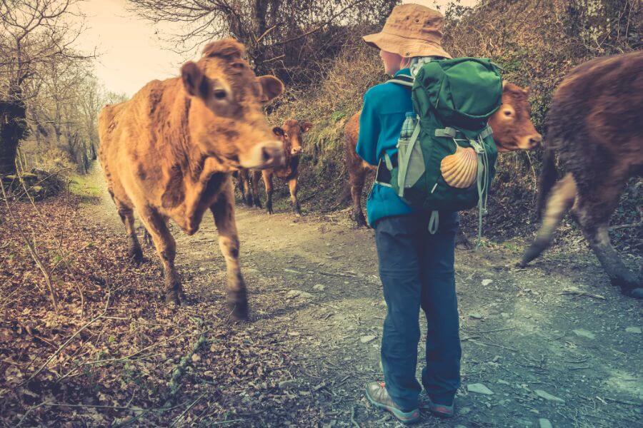 Max's daughter, Annika, meeting cows on the camino - aged 10
