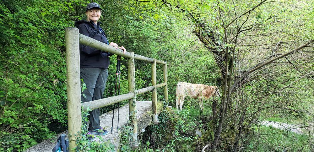 Susan waiting for a cow to leave the path