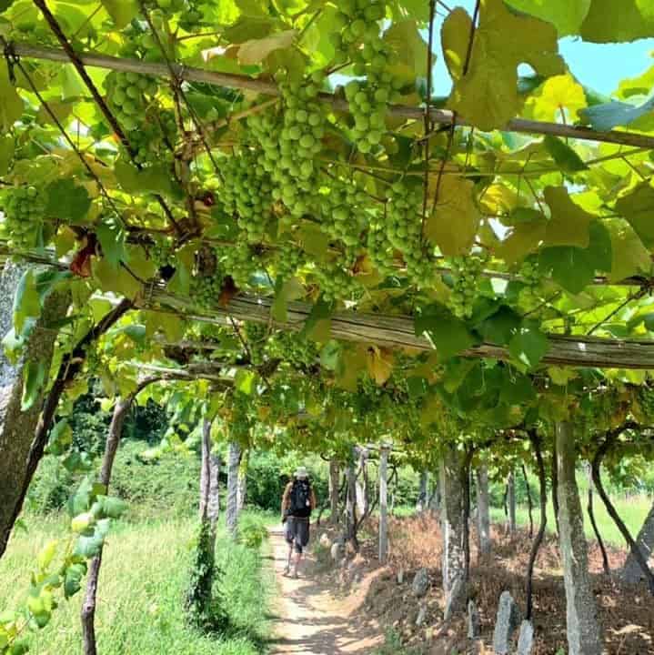 a picture of a pilgrims walking through vineyards