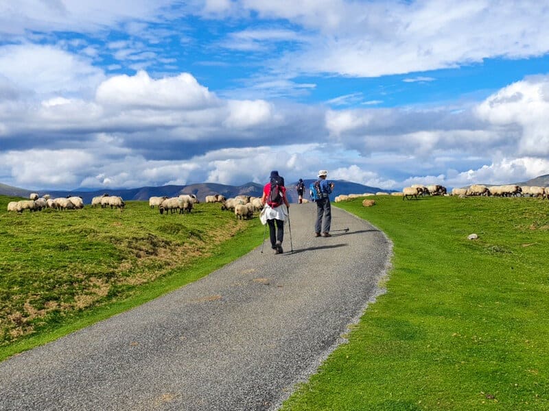 women sheep pilgrims poles bags