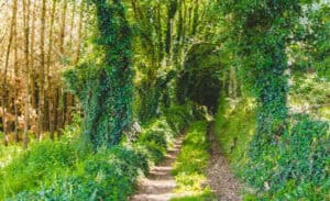 Full Camino Portugues - Follow the Camino