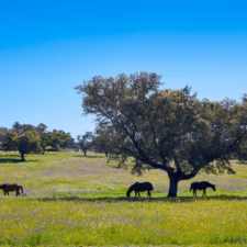 Via de la plata country
