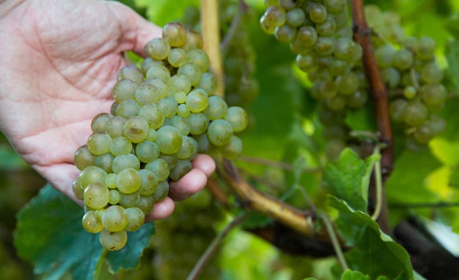 Txakoli - Getaria